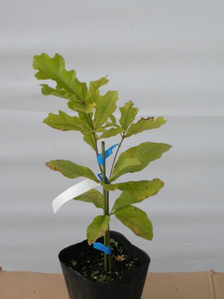 Quercus　falcata var pagodifolia チェリーバークオーク