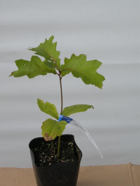 Quercus　elliposoidalis　ジャツクオーク