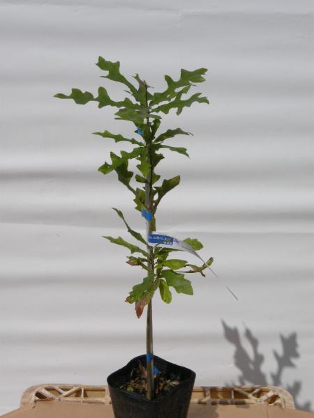 Quercus　liyrata　オーバーカップオーク