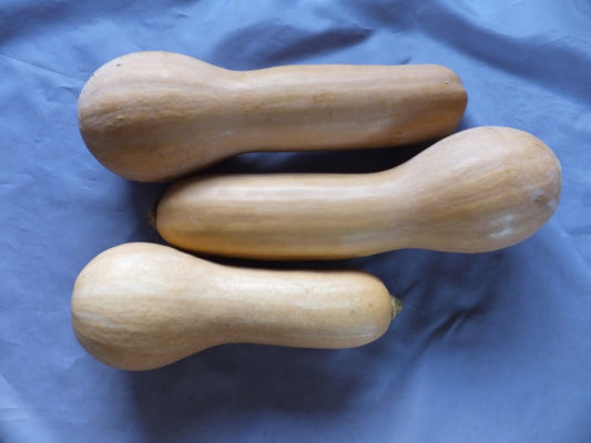 バターナッツ南瓜　5kg