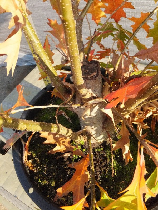 Quercus palustris　ピンオーク本株立ち　No,102
