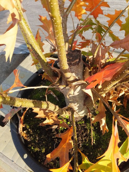 Quercus palustris　ピンオーク本株立ち　No,102
