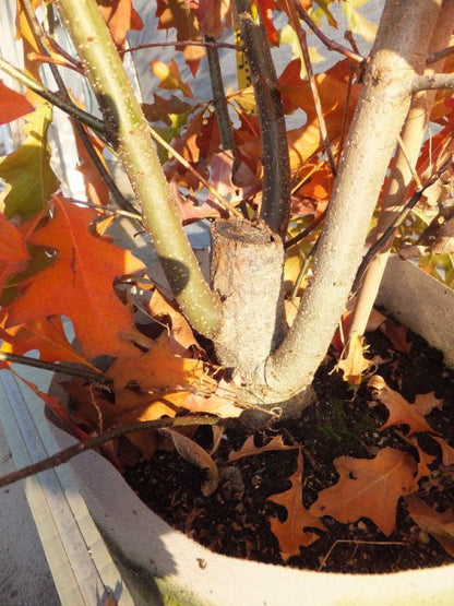 Quercus palustris　ピンオーク本株立ち　No,103