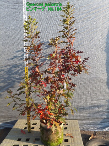 Quercus palustris　ピンオーク本株立ち　No,104