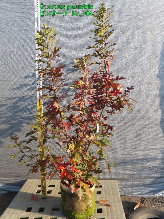 Quercus palustris　ピンオーク本株立ち　No,104