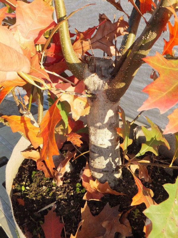 Quercus palustris　ピンオーク本株立ち　No,104