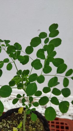 Moringa oleifera・ワサビノキ