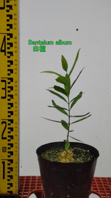 白檀