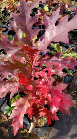 Quercus　palustris　ピンオーク