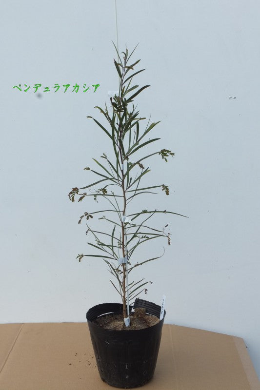ウィーピングマイオール(ペンデュラ)