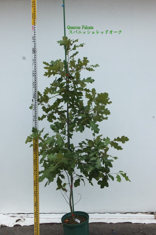 Quercus falcata スパニッシュレッドオーク
