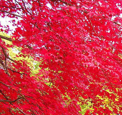 紅葉が綺麗な木 シンボルツリー 苗木 記念樹 苗木 色々な植木 樹木の苗木販売 樹葉園