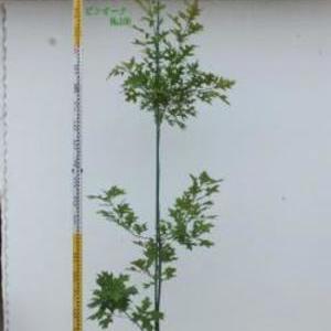 Quercus palustris　ピンオーク　No,100