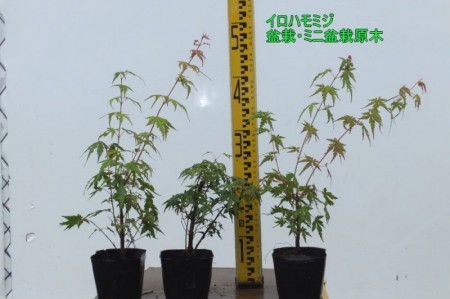 イロハモミジ・盆栽用原木　10.5cmポット