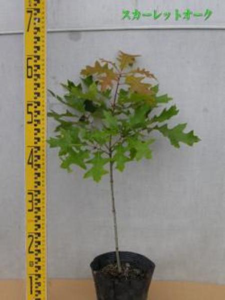 Quercus　coccinea　スカーレットオーク