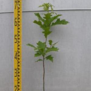 Quercus　palustris　ピンオーク