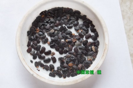 中国紫檀の種 10粒