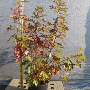 Quercus palustris　ピンオーク本株立ち　No,102