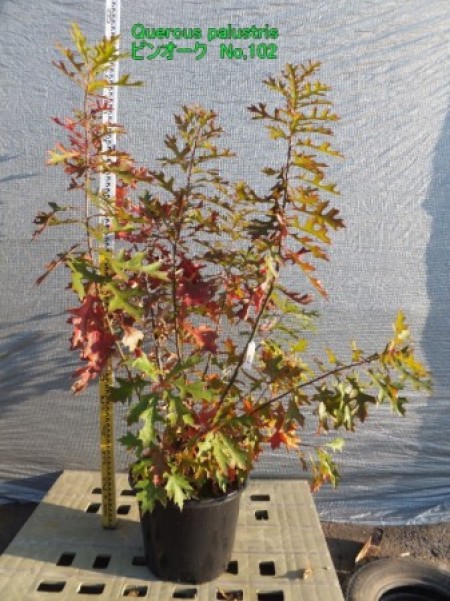 Quercus palustris　ピンオーク本株立ち　No,102