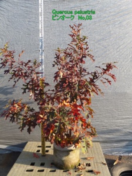 Quercus palustris　ピンオーク本株立ち　No,103