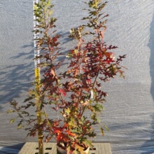 Quercus palustris　ピンオーク本株立ち　No,104