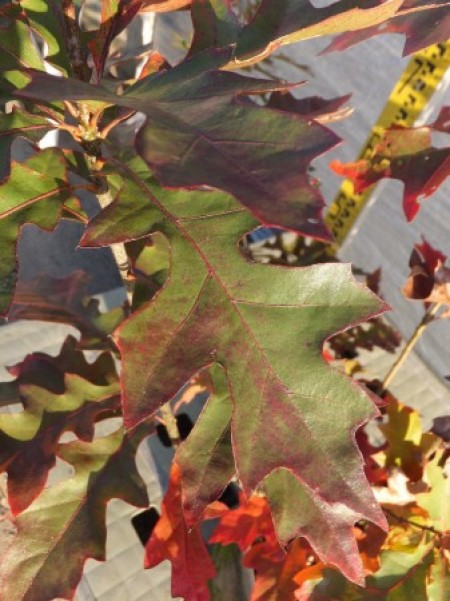 Quercus palustris　ピンオーク本株立ち　No,104