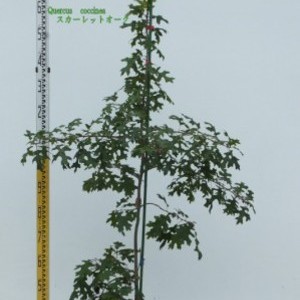 Quercus coccinea スカーレットオーク
