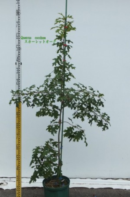 Quercus coccinea スカーレットオーク