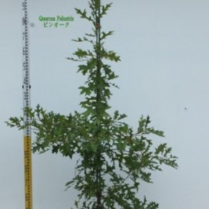 Quercus palustris ピンオーク