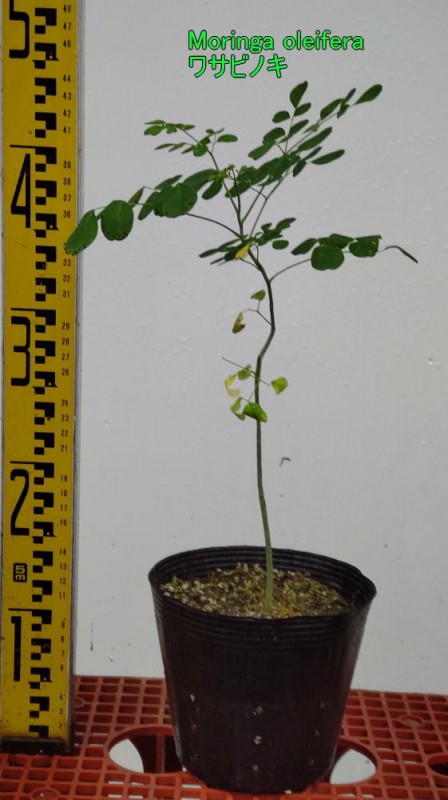 Moringa oleifera・ワサビノキ