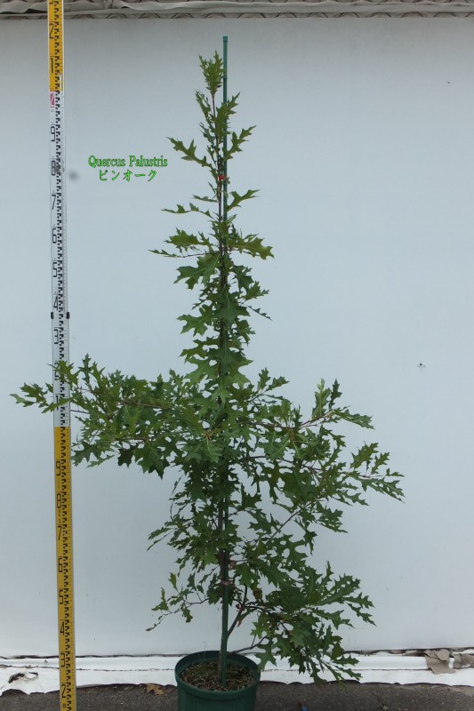 Quercus palustris ピンオーク